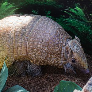 Animal Ambassador Three-banded Armadillo