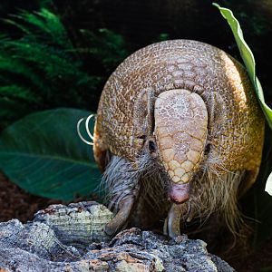 Animal Ambassador Three-banded Armadillo