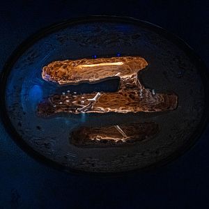 Desert Carpenter Ants Habitat