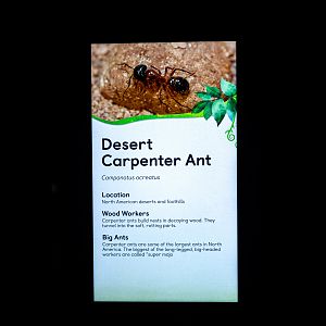 Desert Carpenter Ants signage