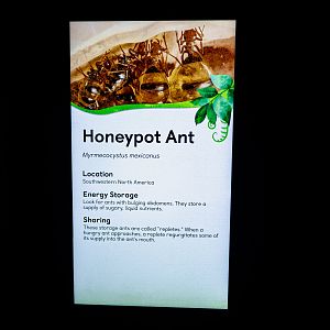 Honeypot Ants signage