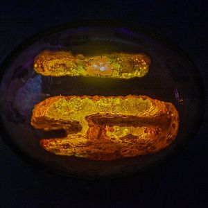 Honeypot Ants Habitat