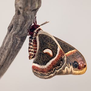 Cecropia Moth