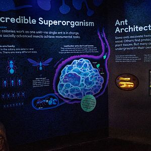 Ants Behavior wall art