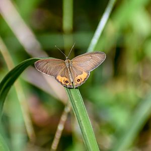 Common Brown Ringlet