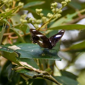 Common Eggfly
