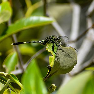 Green Skimmer (Orthetrum serapia)