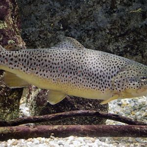 Salmo trutta fario, Salvelinus fontinalis or Oncorhynchus mykiss? (mixed aquarium whith those 3 species)