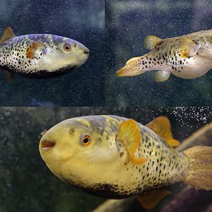 Fish ID - Are they the same species? Therey were on different aquariums but they look very similar (Oniria Aquarium - Canet-en-Roussillon, France)