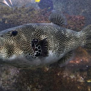 Fish ID (Oniria Aquarium - Canet-en-Roussillon, France)