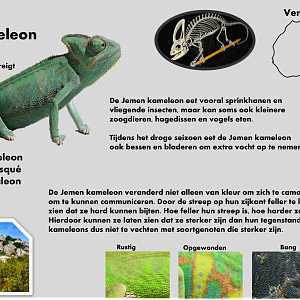 Veiled chameleon info card (Dutch)