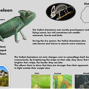 Veiled chameleon info card (English)