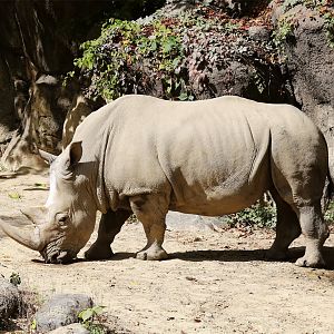White Rhinoceros