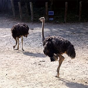 Ostrich