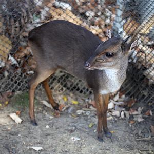 Blue Duiker (Philantomba monticola)