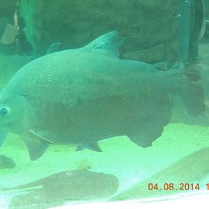 pacu species
