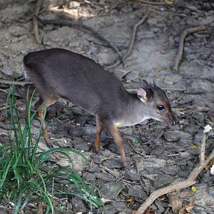 Blue Duiker (Philantomba monticola)