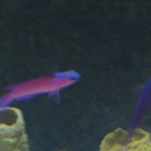 unknown purple fish