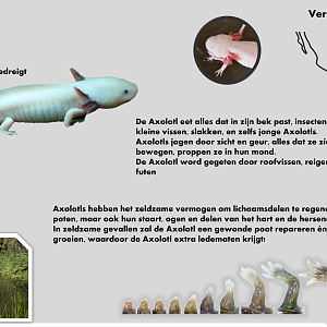 Axolotl info card (Dutch)