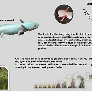 Axolotl info card (English)