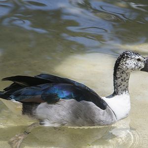 The male Knob-billed duck (Sarkidiornis melanotos)