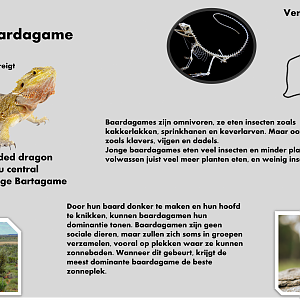 Bearded dragon info card (Dutch)