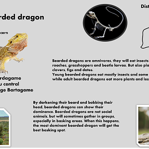 Bearded dragon info card (English)