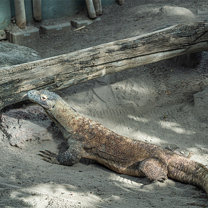 Kilat the male Komodo Dragon
