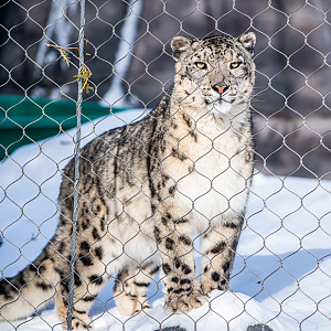 Pemba the male Snow Leopard