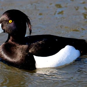 Tufted duck; Barnes; 19th March 2022