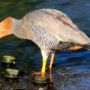 Ruddy-headed goose; Barnes; 19th March 2022
