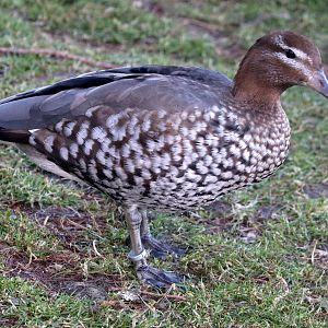 Maned duck; Barnes; 19th March 2022