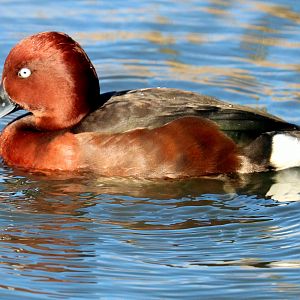 Ferruginous duck; Barnes; 19th March 2022