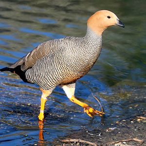 Ruddy-headed goose; Barnes; 19th March 2022