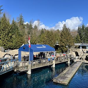 Harbour Seal Exhibit