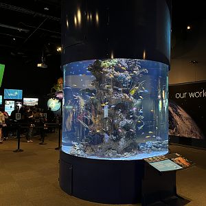 Indo-Pacific Coral Reef Exhibit