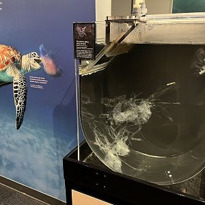 Plastic Bag Jellyfish Exhibit
