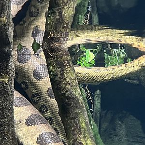 Anaconda (cool reflection)