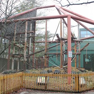 Ring-tailed Lemur Exhibit - Primate House