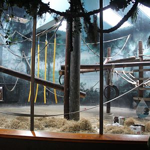 Indoor Orangutan Exhibit - Primate House