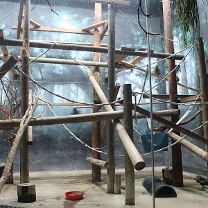 Black and White-ruffed Lemur & Rock Hyrax Exhibit - Primate House