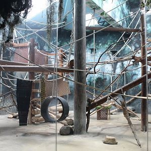 Ring-tailed Lemur Exhibit - Primate House