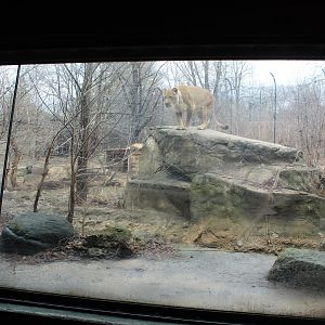 Lion Exhibit