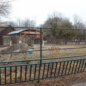 Somali Wild Ass Exhibit