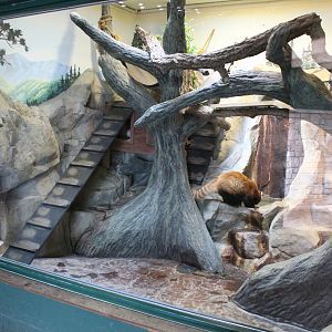 Red Panda Indoor Exhibit - Children's Zoo