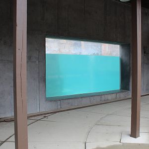 Polar Bear Underwater Viewing - Arctic Passage