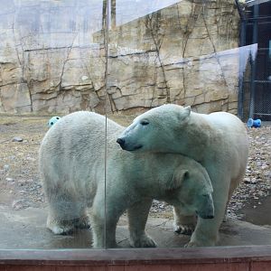 Polar Bear Interactions - Arctic Passage
