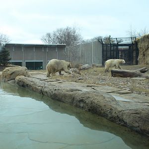 Polar Bear Exhibit - Arctic Passage