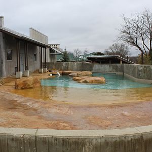 Harbor Seal Exhibit - Arctic Passage