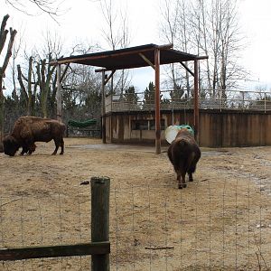 American Bison Exhibit
